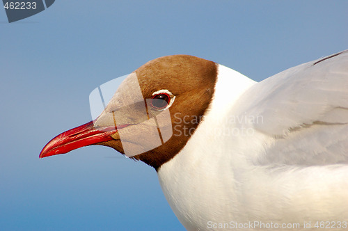 Image of Black-headed Seagull