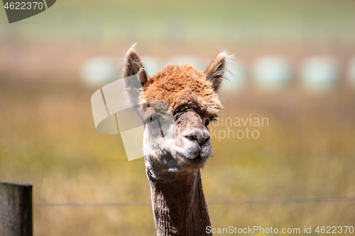 Image of Alpaca animal in New Zealand