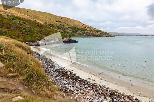 Image of landscape at Taiaroa Head New Zealand