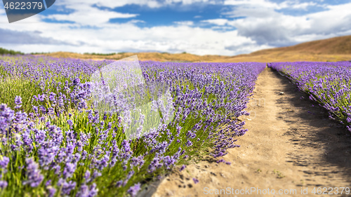 Image of lavender field in New Zealand