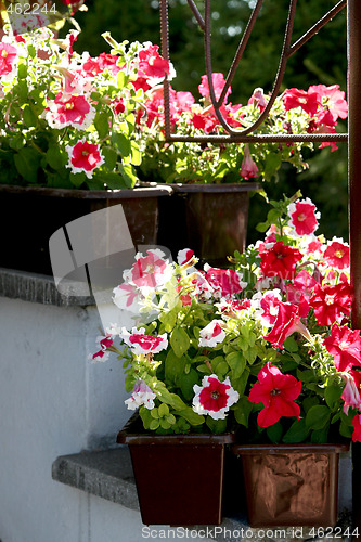 Image of Gloxinia