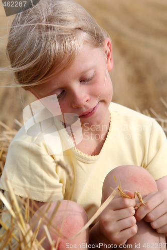 Image of After harvest