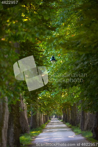 Image of country road trought tree  alley in