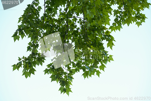 Image of tree branches