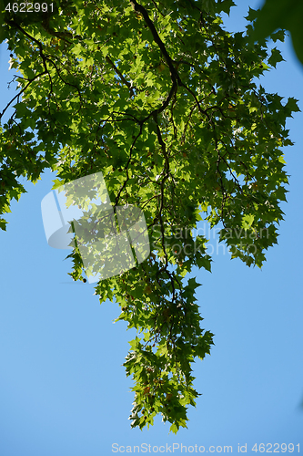 Image of tree branches