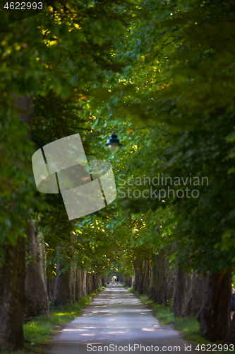 Image of country road trought tree  alley in