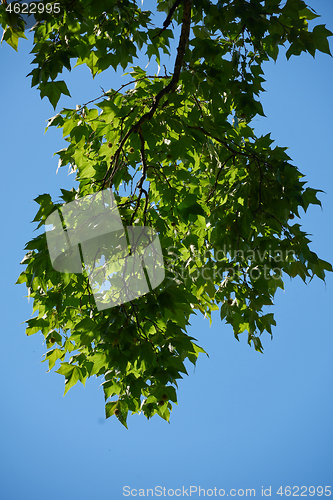 Image of tree branches