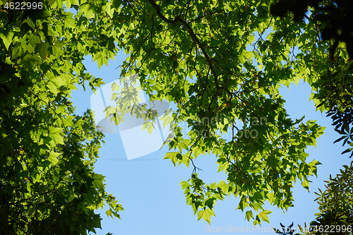 Image of tree branches