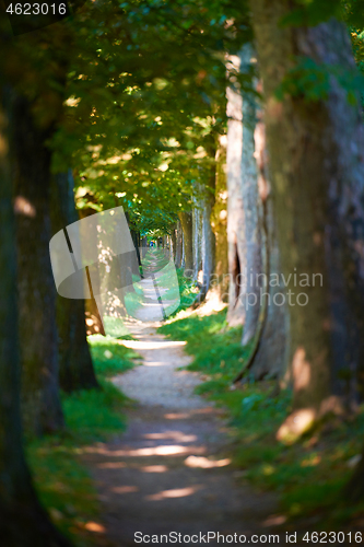 Image of country road trought tree  alley in