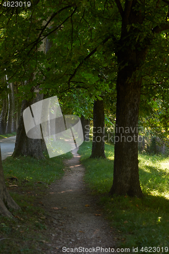 Image of country road trought tree  alley in