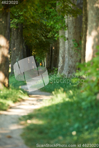 Image of country road trought tree  alley in