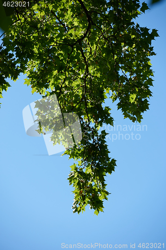 Image of tree branches