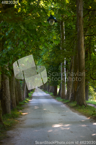 Image of country road trought tree  alley in