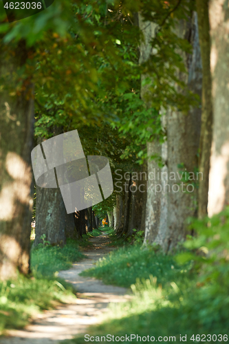 Image of country road trought tree  alley in