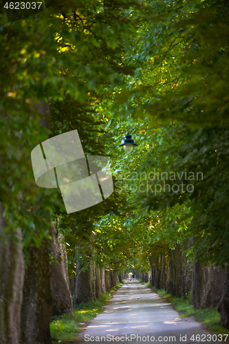 Image of country road trought tree  alley in