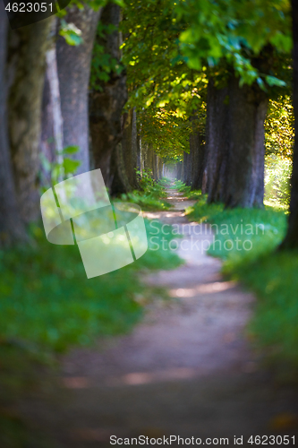 Image of country road trought tree  alley in