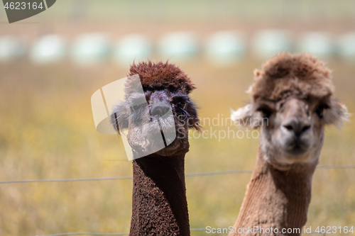 Image of Alpaca animal in New Zealand