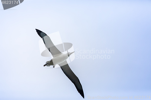 Image of Albatross bird in the sky