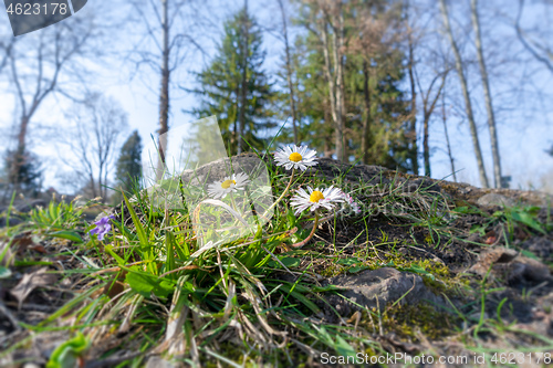 Image of daisy flowers in the green grass