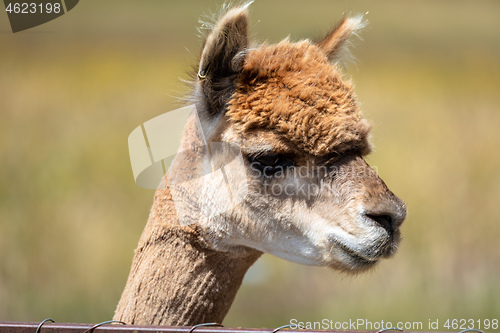 Image of Alpaca animal in New Zealand