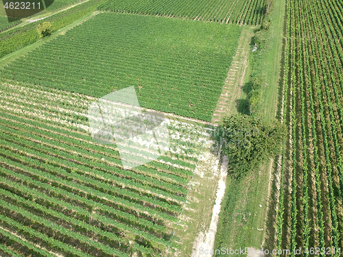 Image of aerial view of a vineyard in Breisgau, Germany