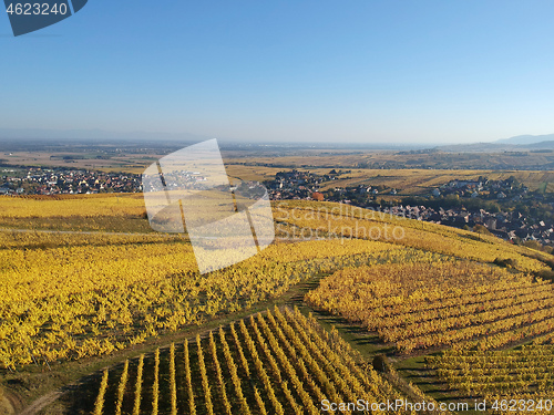 Image of a view over a vineyard at Alsace France in autumn light