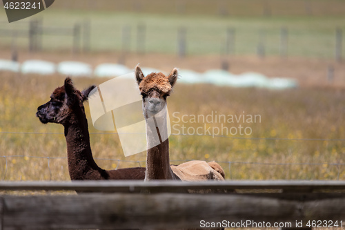 Image of Alpaca animal in New Zealand