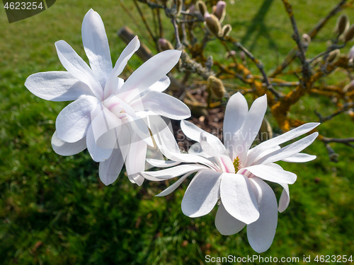 Image of magnolia blossoms tree