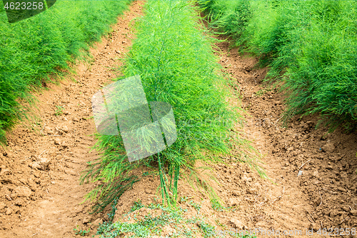 Image of asparagus field in summer