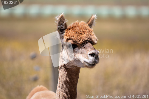 Image of Alpaca animal in New Zealand