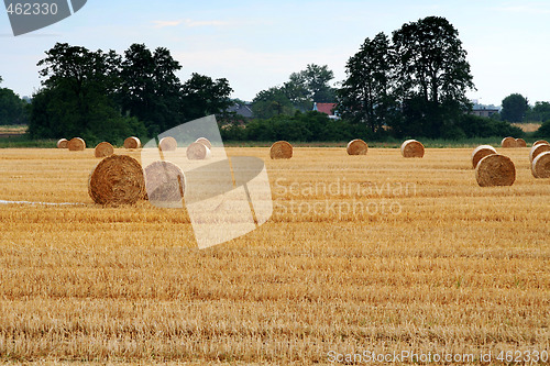 Image of After harvest