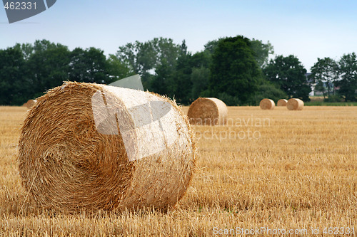 Image of After harvest