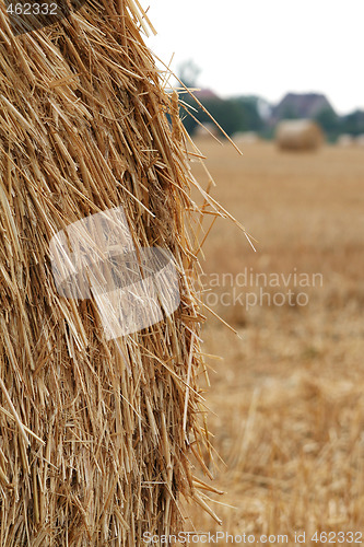 Image of After harvest