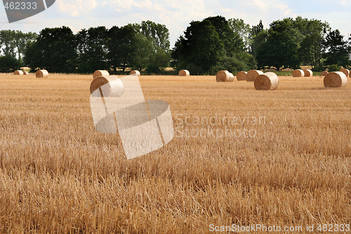 Image of After harvest