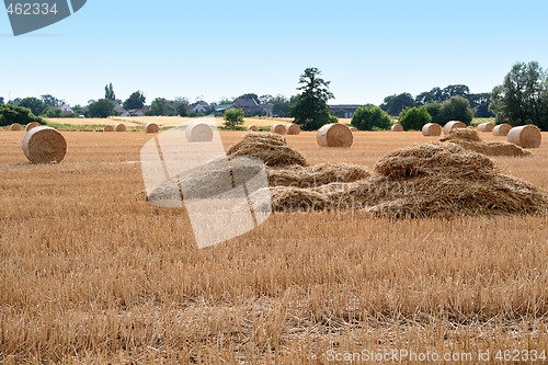 Image of After harvest