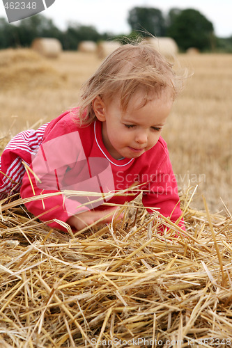 Image of After harvest