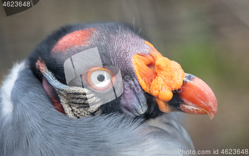 Image of Close-up view King vulture Sarcoramphus papa, selective focus