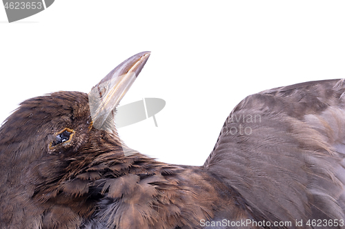 Image of Dead blackbird isolated