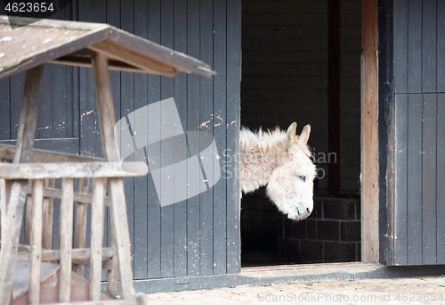 Image of Donkey in a barn