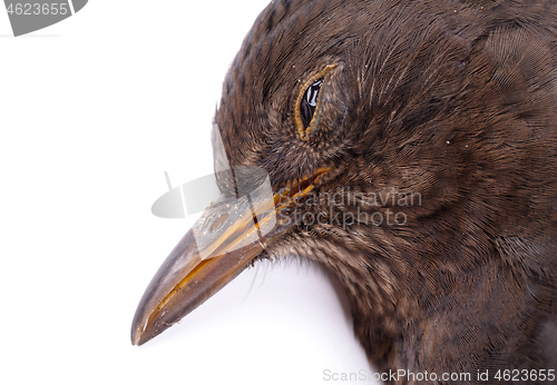 Image of Dead blackbird isolated