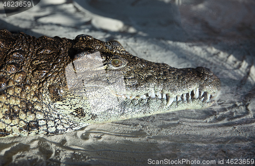 Image of Nile Crocodile (Crocodylus niloticus) resting