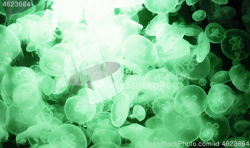 Image of Image of many jellyfish in an aquarium