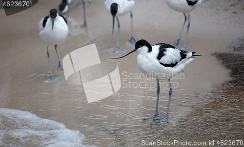 Image of Wader: black and white Pied avocet on the beach