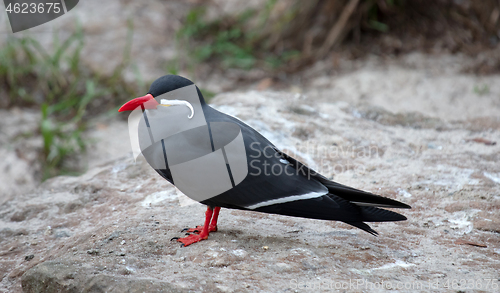 Image of Portrait of a male inca tern on a rock, coastal bird from Americ