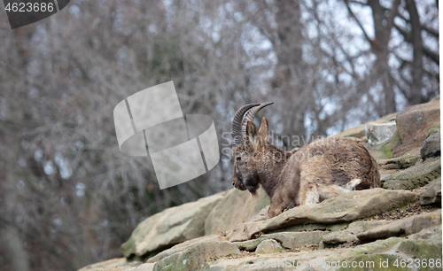 Image of Capricorn resting on the rocks