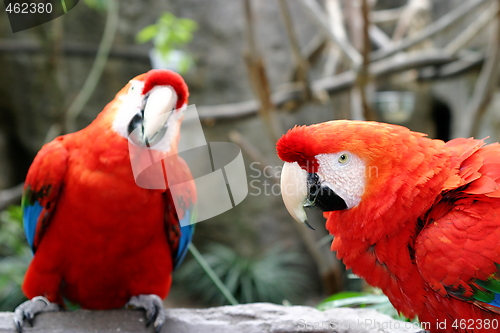 Image of Scarlet Macaws