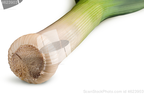 Image of In front fresh green leek closeup