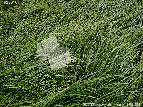 Image of Dense thicket sedge grass as background