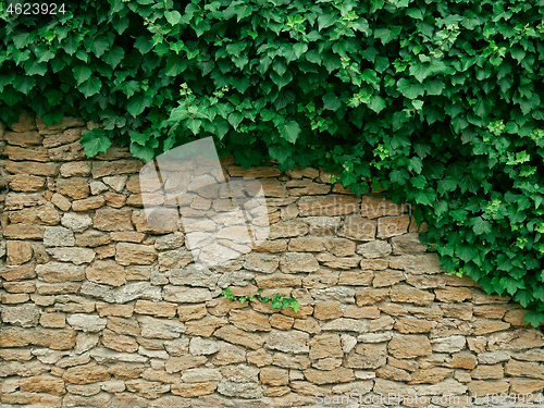 Image of Dense thicket liana plants hanging on big limestone wall