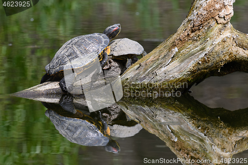 Image of Red Eared Terrapin Turtles AKA Pond slider - Trachemys scripta elegans